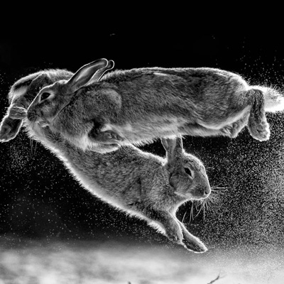 برندگان رقابت عکاسی سال 2019 معرفی شدند